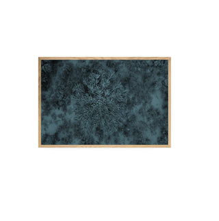 Araucaria, Parque Nacional Conguillío - Daniel Filipek