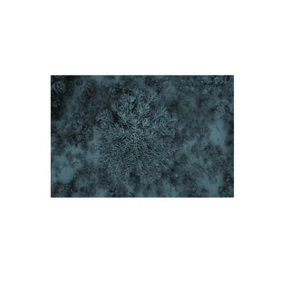 Araucaria, Parque Nacional Conguillío - Daniel Filipek