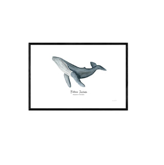 Ballena Jorobada Kids II  - Fran Sandoval