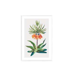 Flor Fritillaire Imperiale