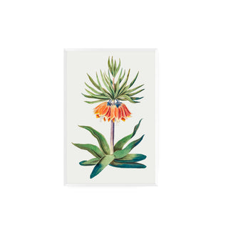 Flor Fritillaire Imperiale