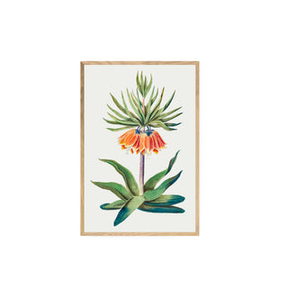 Flor Fritillaire Imperiale