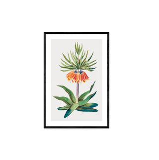 Flor Fritillaire Imperiale