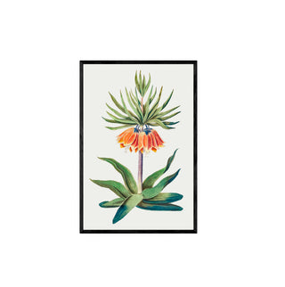 Flor Fritillaire Imperiale