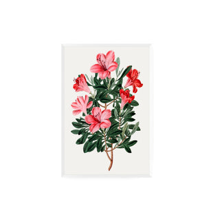 Flor Azalea roja china