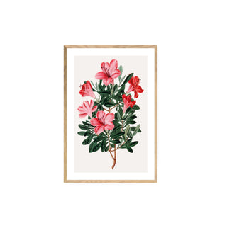 Flor Azalea roja china