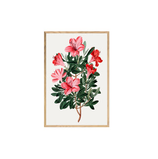 Flor Azalea roja china