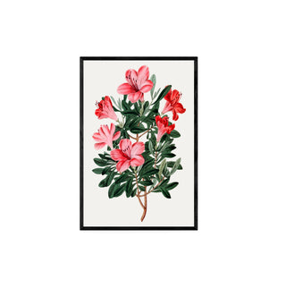 Flor Azalea roja china