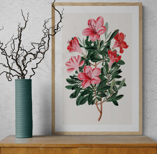 Flor Azalea roja china