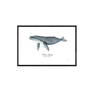 Ballena Jorobada Kids I  - Fran Sandoval