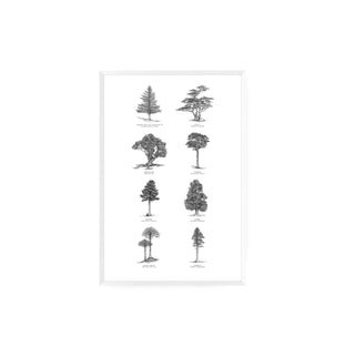 Bosque Chileno - José Domingo HD