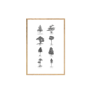 Bosque Chileno - José Domingo HD