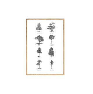 Bosque Chileno - José Domingo HD