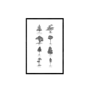 Bosque Chileno - José Domingo HD