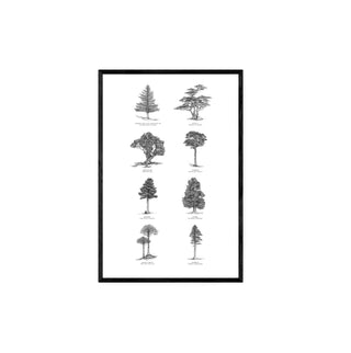 Bosque Chileno - José Domingo HD