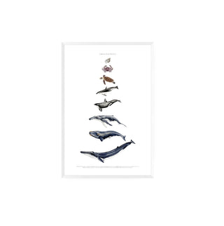 Cuadro Chile Pacifico - La Jota Ilustraciones