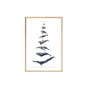 Cuadro Chile Pacifico - La Jota Ilustraciones
