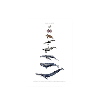 Cuadro Chile Pacifico - La Jota Ilustraciones