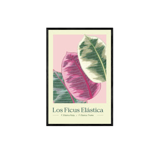 Ficus I - Pachi Ibáñez