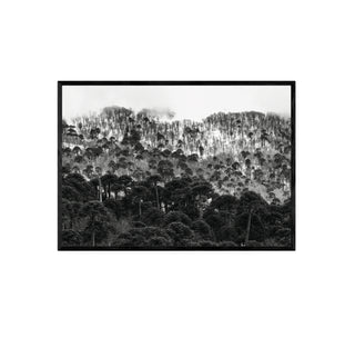 Araucarias Malalcahuello - Francisco Pérez