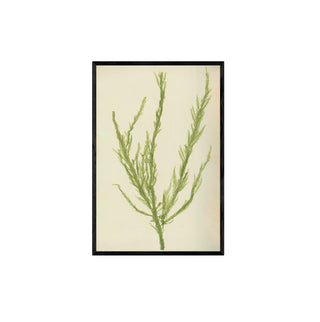 Estudio Botánico II