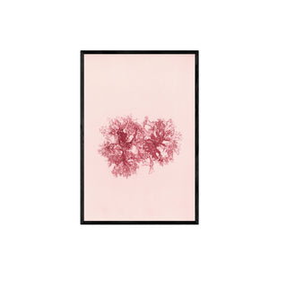 Estudio Botánico IV