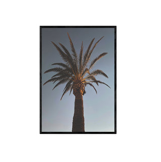 Palmera - Fine Art Botánico | Artenigma