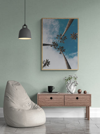 Palmera II
