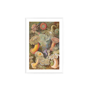 Cuadro Actiniae - Haeckel