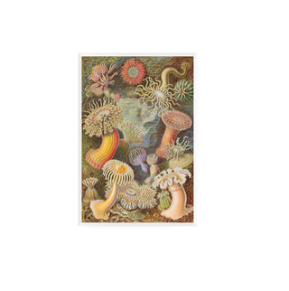 Cuadro Actiniae - Haeckel