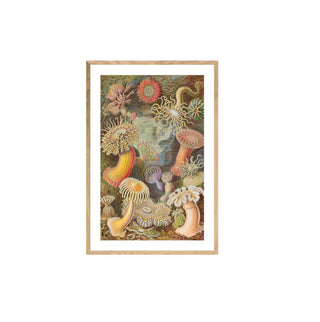 Cuadro Actiniae - Haeckel
