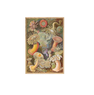 Cuadro Actiniae - Haeckel