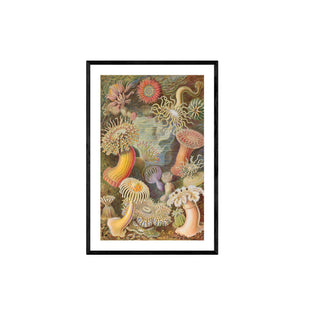 Cuadro Actiniae - Haeckel