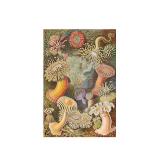 Cuadro Actiniae - Haeckel