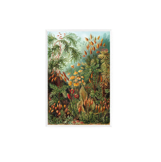 Cuadro Muscinae - Haeckel