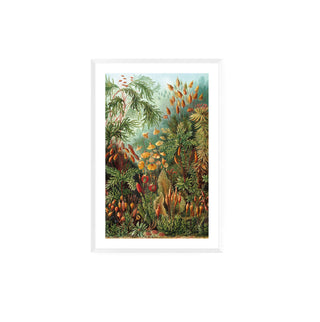 Cuadro Muscinae - Haeckel