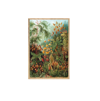 Cuadro Muscinae - Haeckel