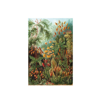 Cuadro Muscinae - Haeckel