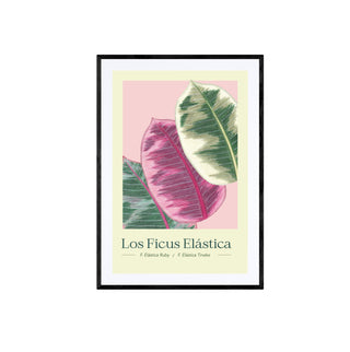 Ficus I - Pachi Ibáñez