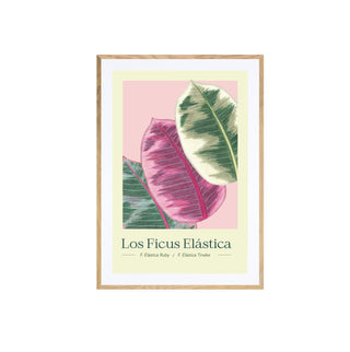 Ficus I - Pachi Ibáñez