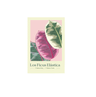 Ficus I - Pachi Ibáñez