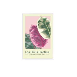 Ficus I - Pachi Ibáñez