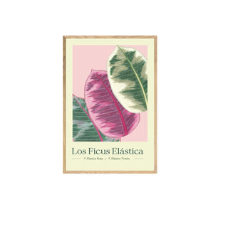 Ficus I - Pachi Ibáñez