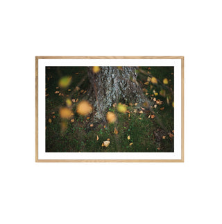 Análoga IV - Catalina Maruri