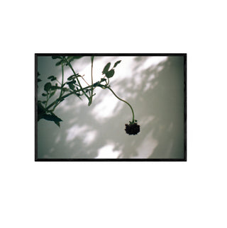 Análoga I - Catalina Maruri