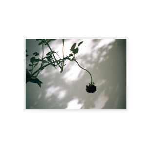 Análoga I - Catalina Maruri