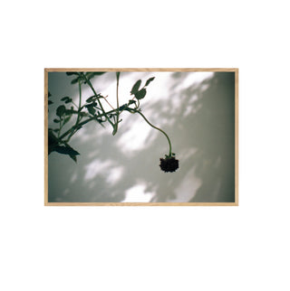 Análoga I - Catalina Maruri