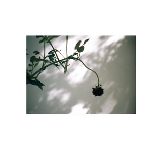 Análoga I - Catalina Maruri