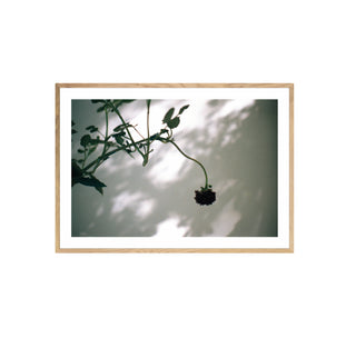 Análoga I - Catalina Maruri