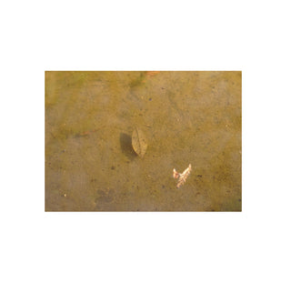 Análoga II - Catalina Maruri